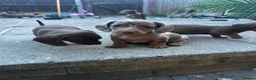 Miniature Dachshund dogs for sale: 6 beautiful miniature dachshund puppies - Advert 1