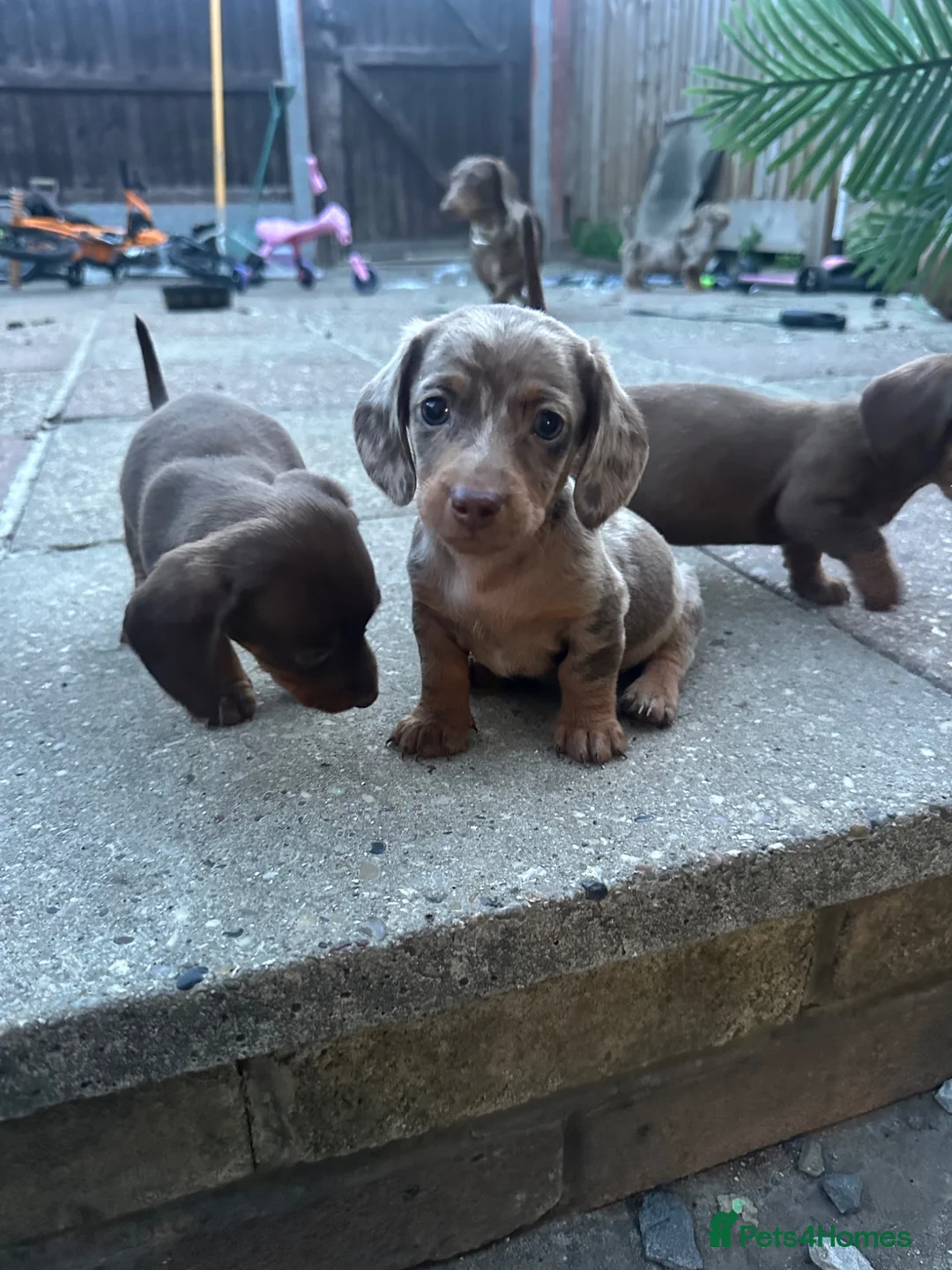 Miniature Dachshund dogs for sale: 6 beautiful miniature dachshund puppies - Advert 1