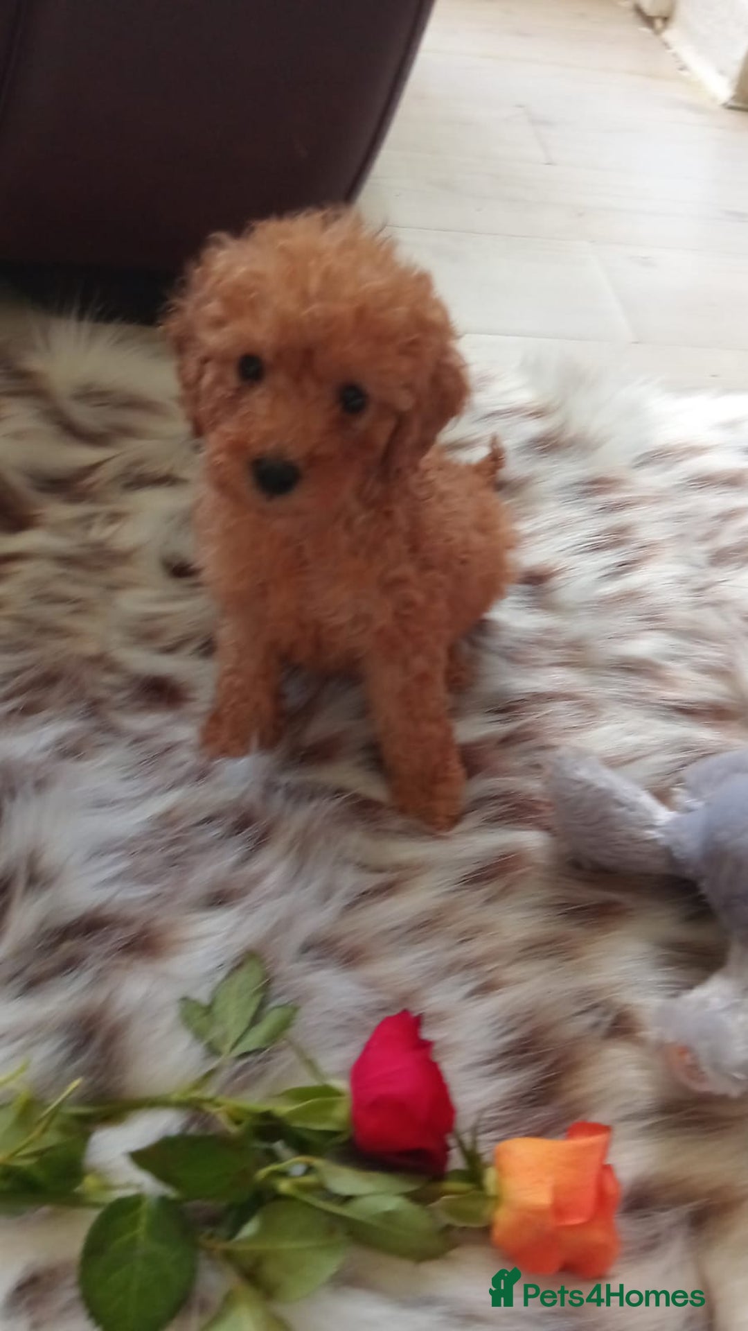 Miniature Poodle dogs for sale: Apricot miniature poodles - Advert 6