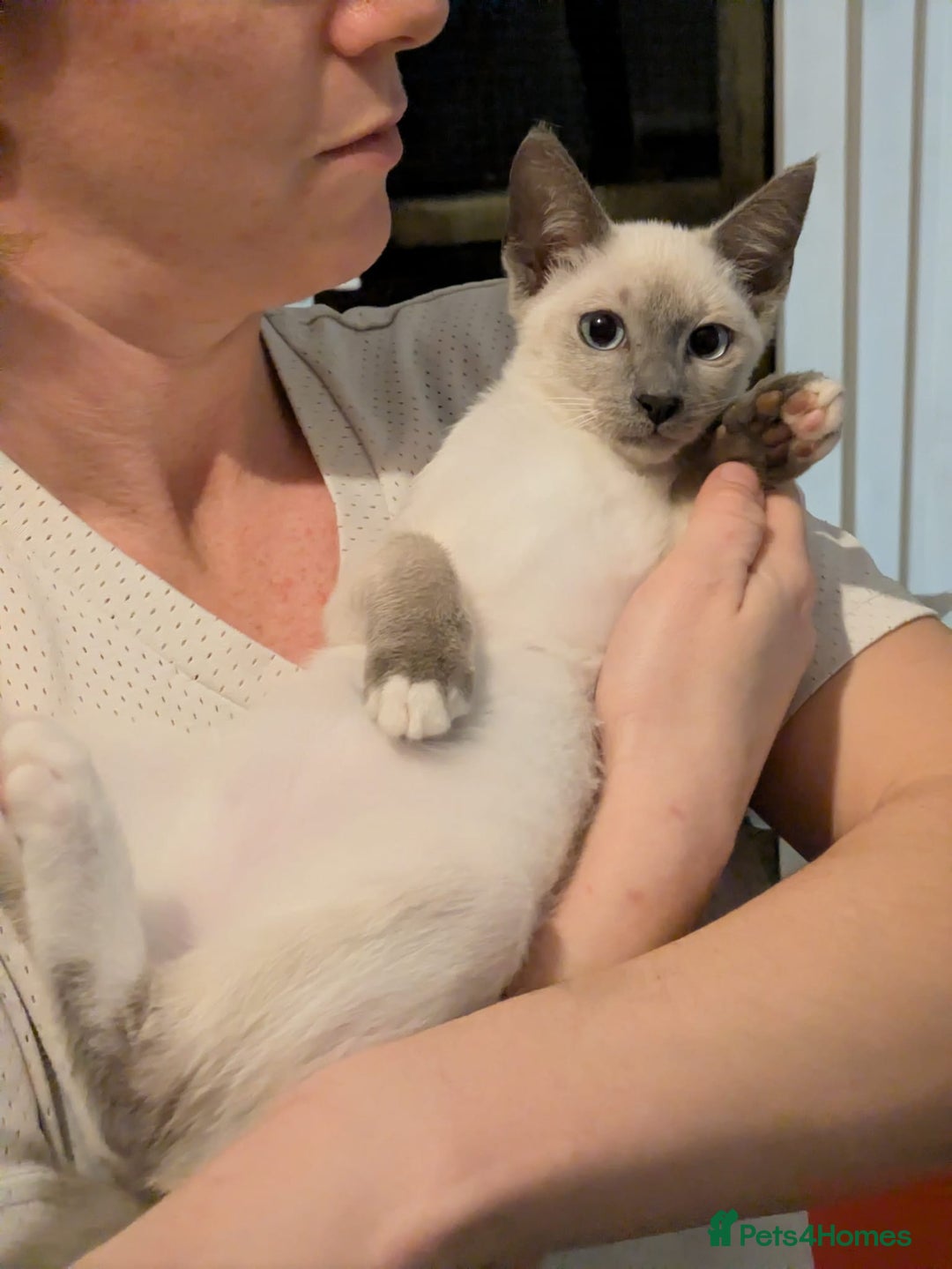 Snowshoe cats for sale: Rare Pedigree TICA Snowshoe Kittens -ONLY ONE LEFT - Advert 23