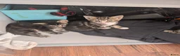 Mixed Breed cats for sale: 4 adorable kittens looking for a future home - Advert 3