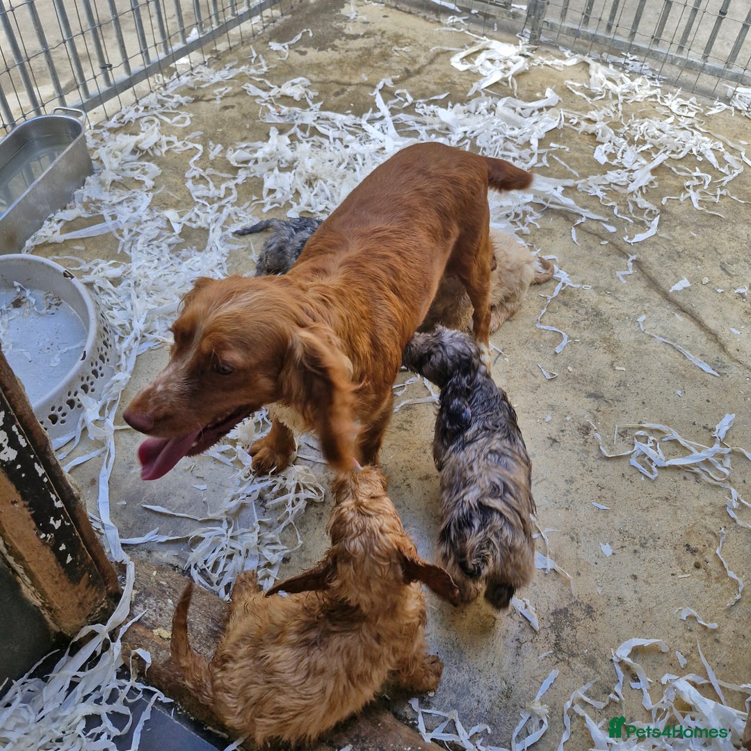 Cockapoo dogs for sale: Cockapoo puppies  - Image 10