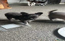 Chihuahua dogs for sale: Chihuahua teacup - Image 2