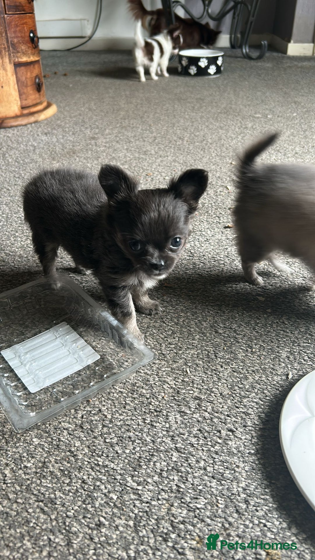 Chihuahua dogs for sale: Chihuahua teacup - Image 2