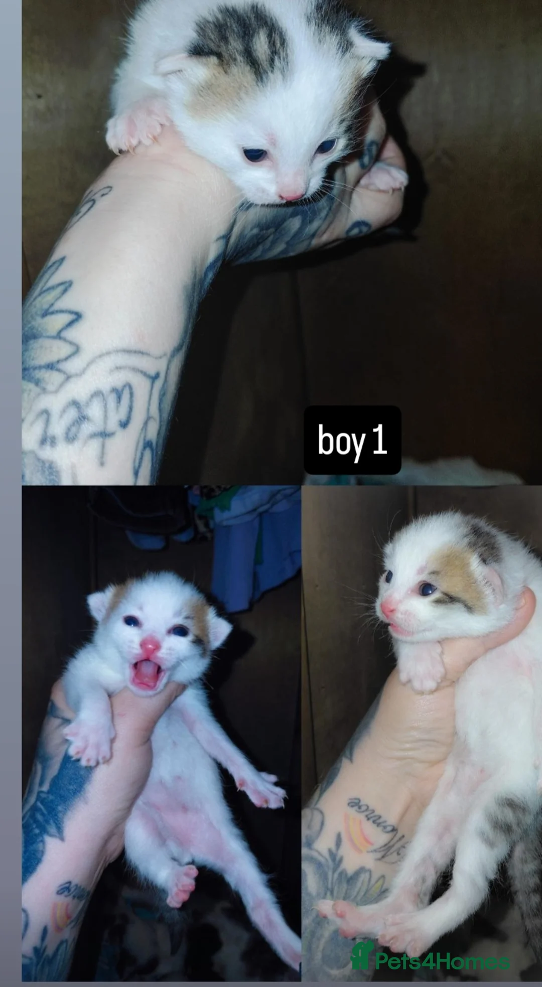 Mixed Breed cats for sale: mixed babies for sale  in Basildon - Advert 11