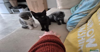 Mixed Breed cats - Advert 9