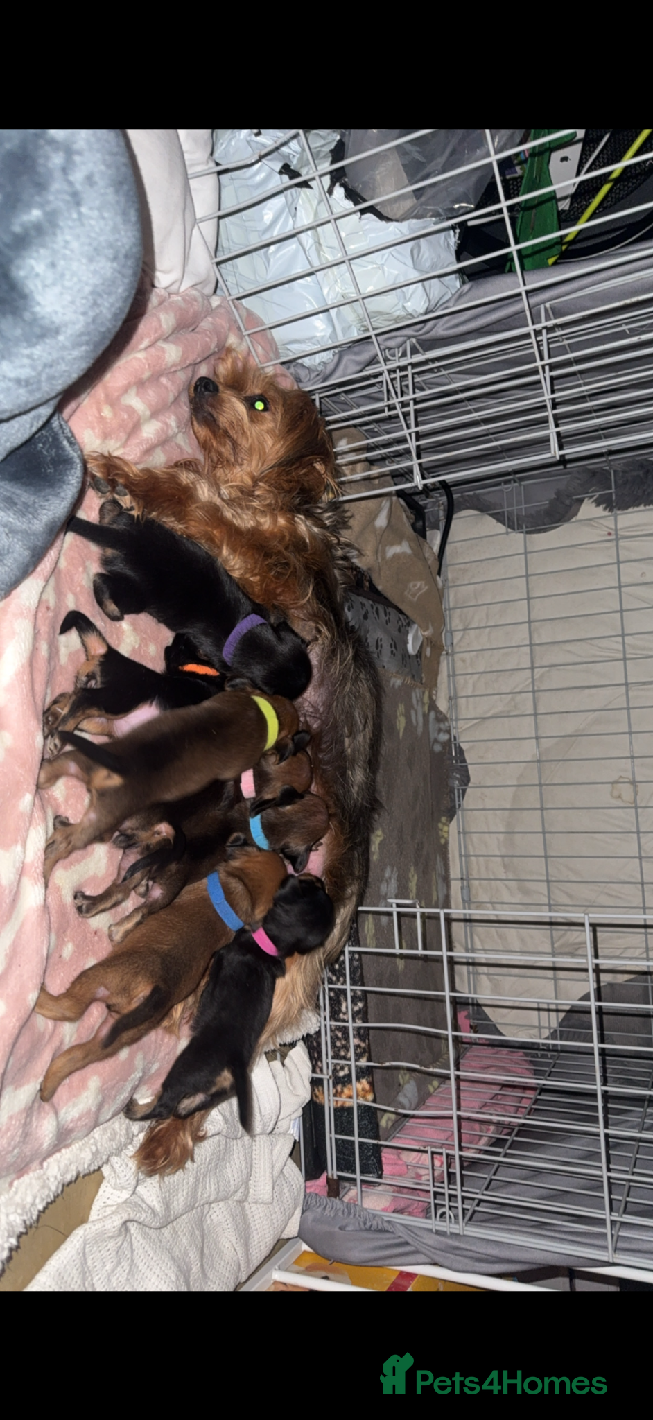 Mixed Breed dogs Dorkie (dachshund x Yorkie) pups beautiful pups🐾 - Advert 1