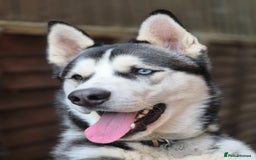 Siberian Husky dogs for stud: Big boy to stud out  - Image 2