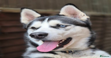 Siberian Husky dogs - Advert 3