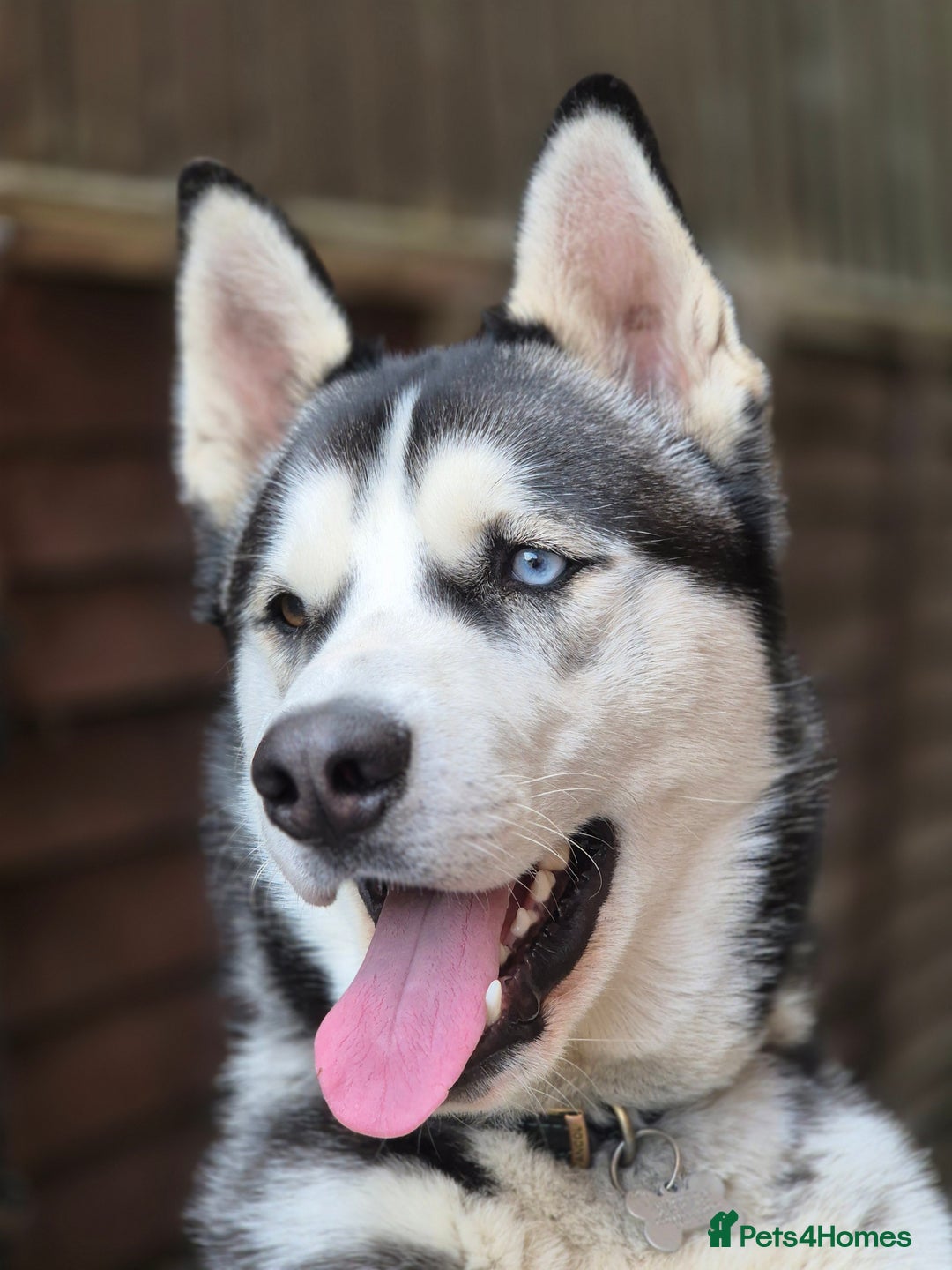 Siberian Husky dogs for stud: Big boy to stud out  - Image 2