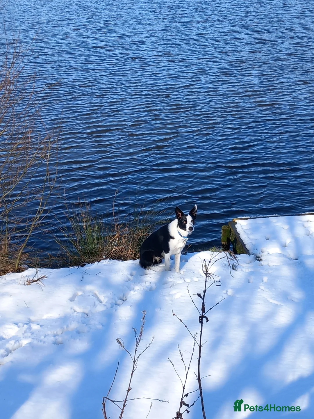 Border Collie dogs for stud: Milo for stud (PROVEN) in Chesterfield - Advert 9