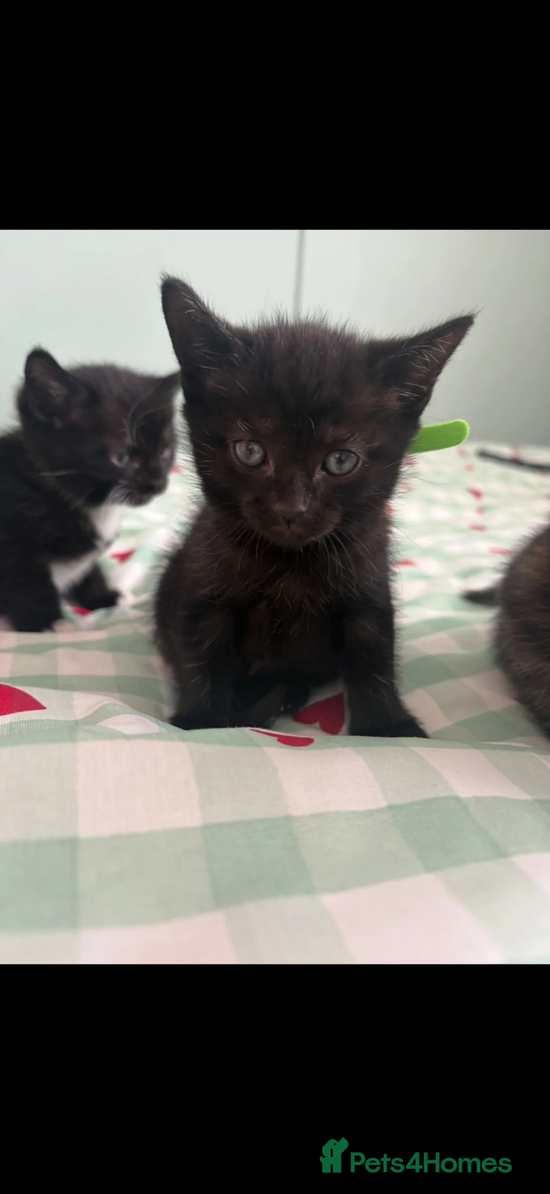 Mixed Breed cats for sale: 1 male kitten left  in Melksham - Advert 2
