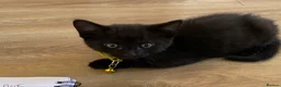 British Shorthair cats for sale: STUNNING BRITISH SHORTHAIR X DOM SHORTHAIR KITTENS - Advert 14