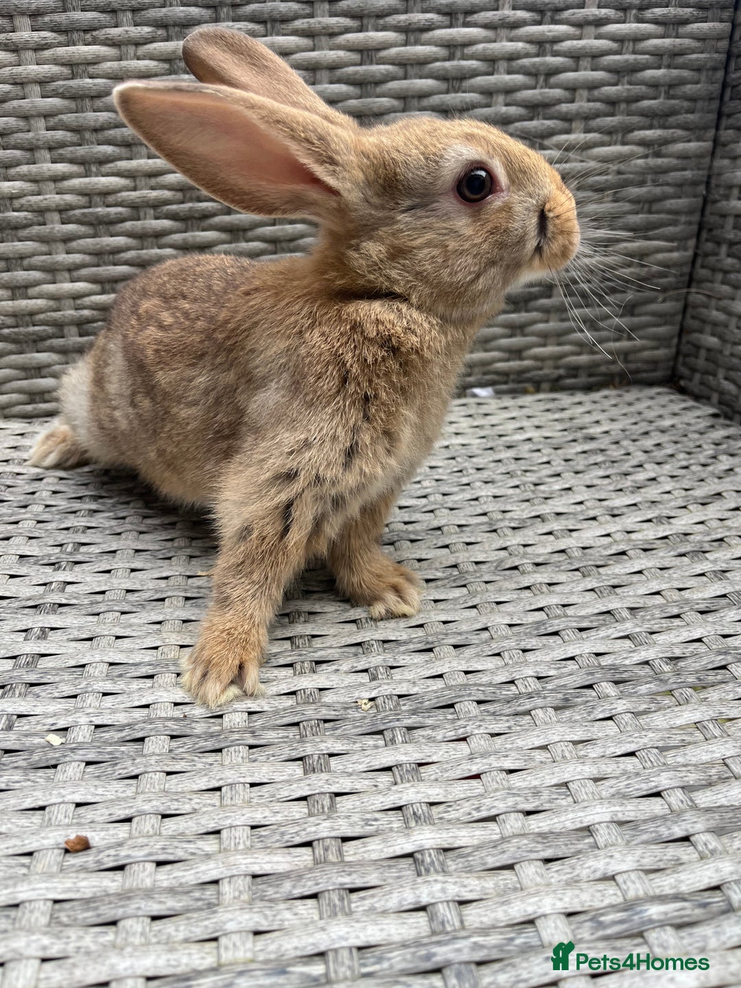 Mixed Breed rabbits for sale: Mini lop cross - Image 8