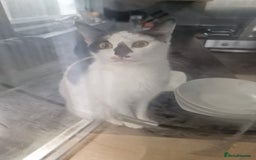 Domestic Shorthair cats for sale: Kittens for sale - Image 4