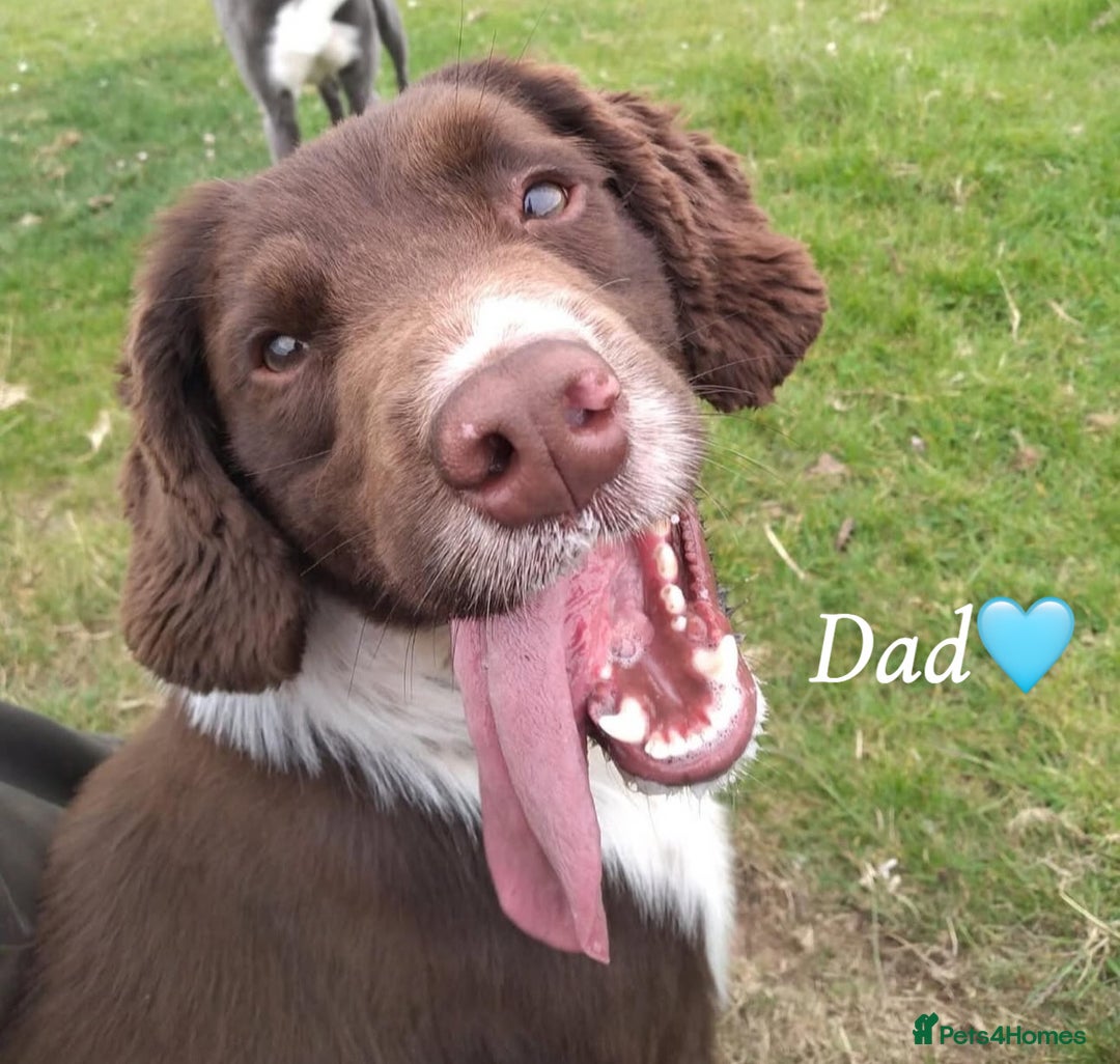 English Springer Spaniel dogs for sale: Traditional English Springer Spaniel Puppies - Image 10