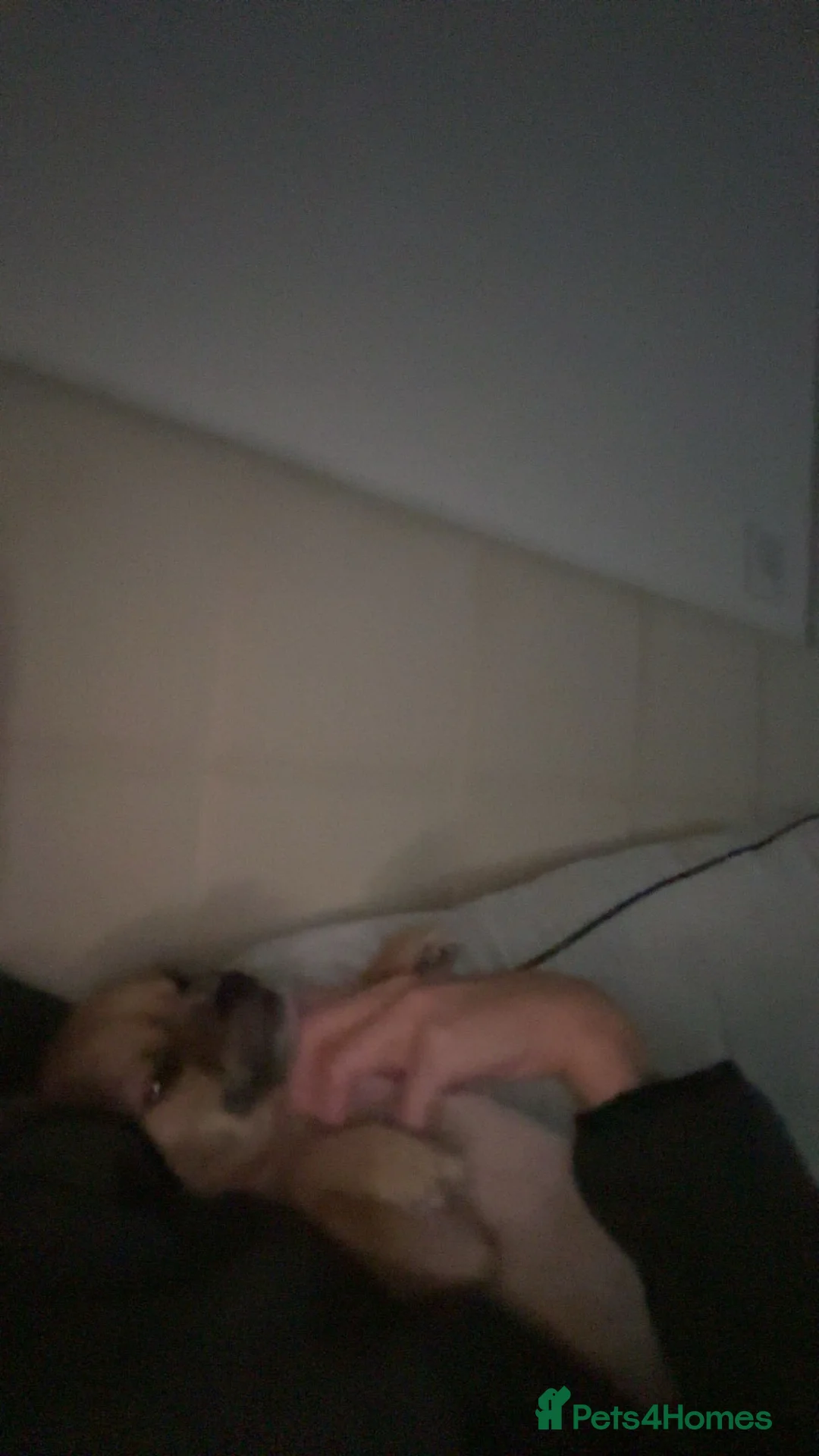 Mixed Breed dogs for sale: lovely dog - Advert 3