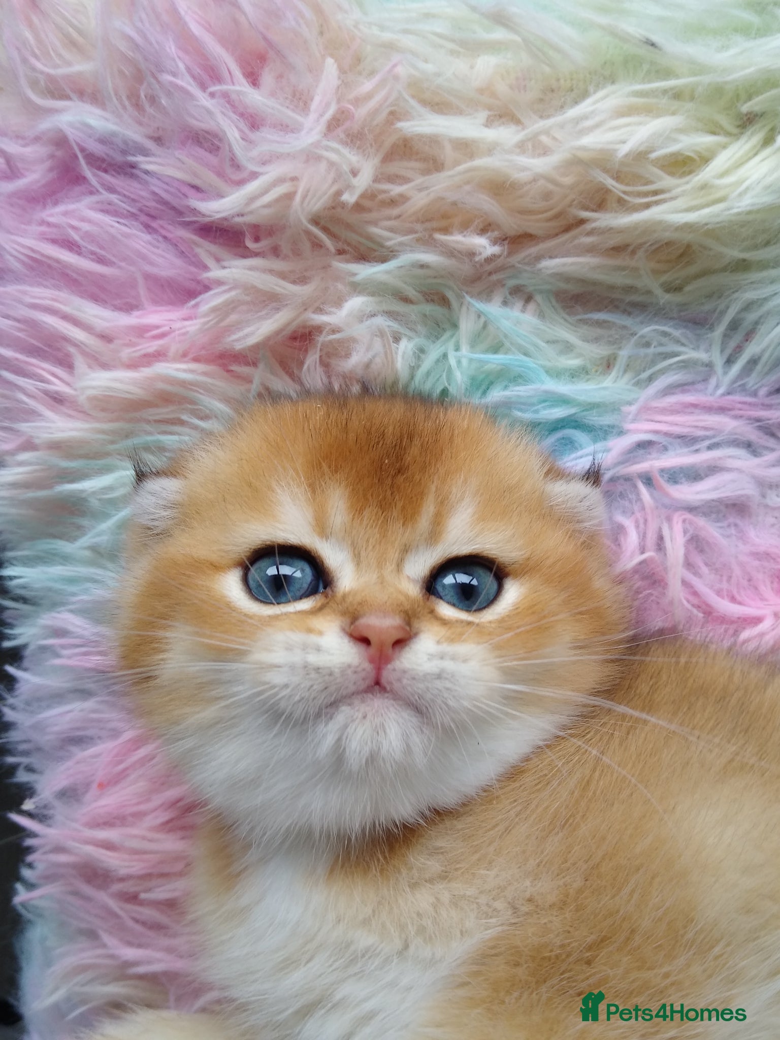 Scottish Fold cats Cute 🥰 Scottish fold TICA register  - Advert 1