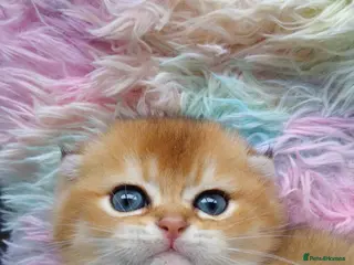Scottish Fold cats Cute 🥰 Scottish fold TICA register - Advert 1