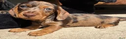 Miniature Dachshund dogs for sale: 🐶kc registered miniature wire haired dachshunds  - Advert 6
