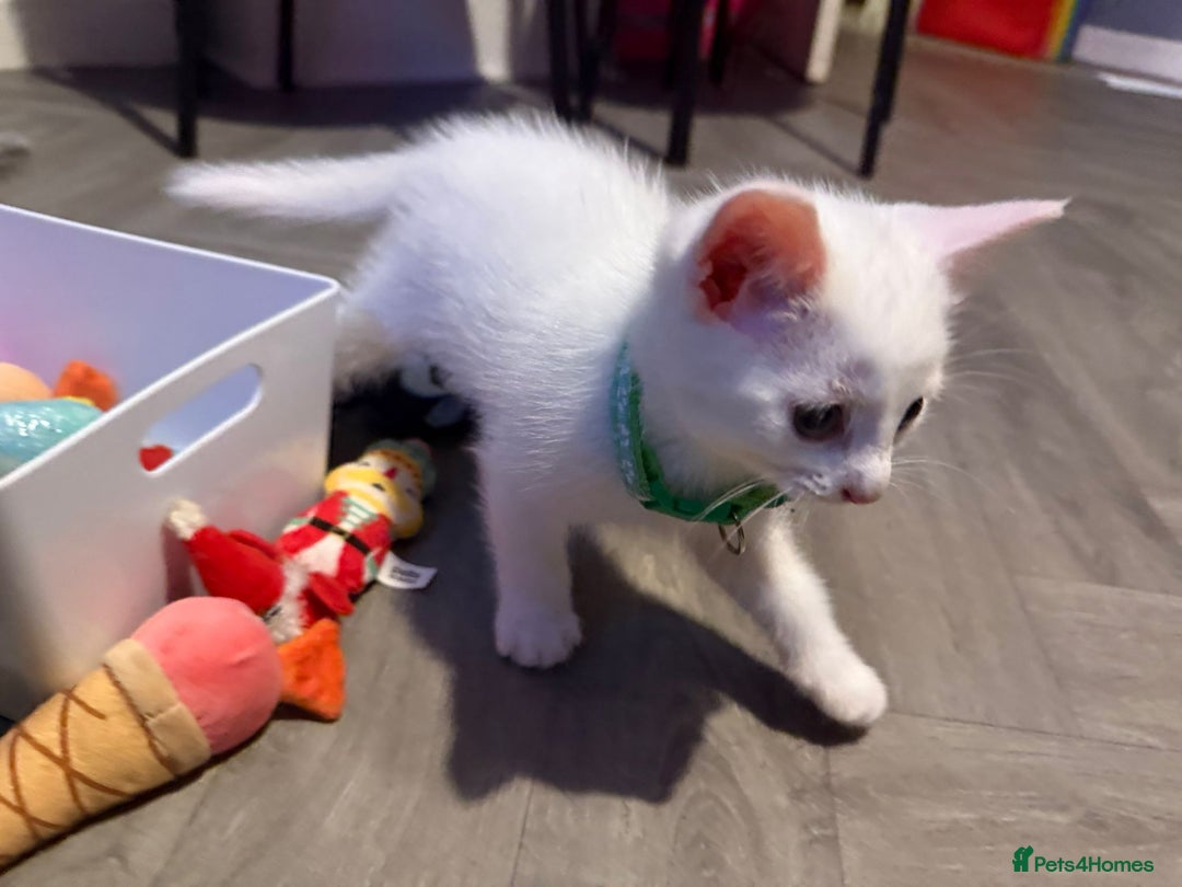 Turkish Angora cats for sale: Turkish Angora kittens - Image 18