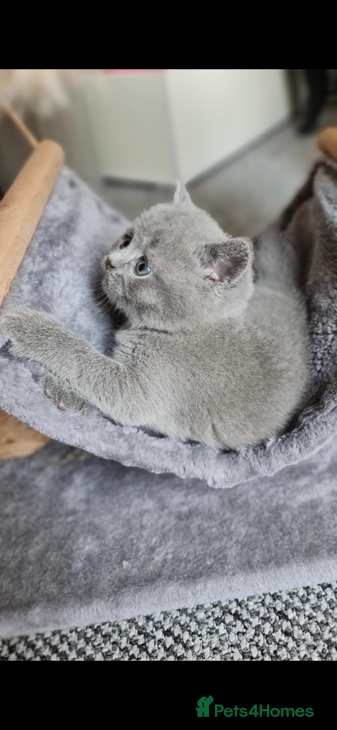 British Shorthair cats for sale: 🐾 British Shorthair Blue – 4 Female Kittens  - Image 5