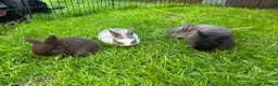 English Lop rabbits for sale: 5 beautiful English Lop bunnies - range of colours in Shefford - Advert 8