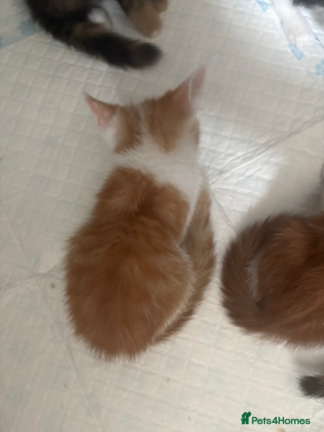 Mixed Breed cats for sale: Only 3 kittens left! - Image 39