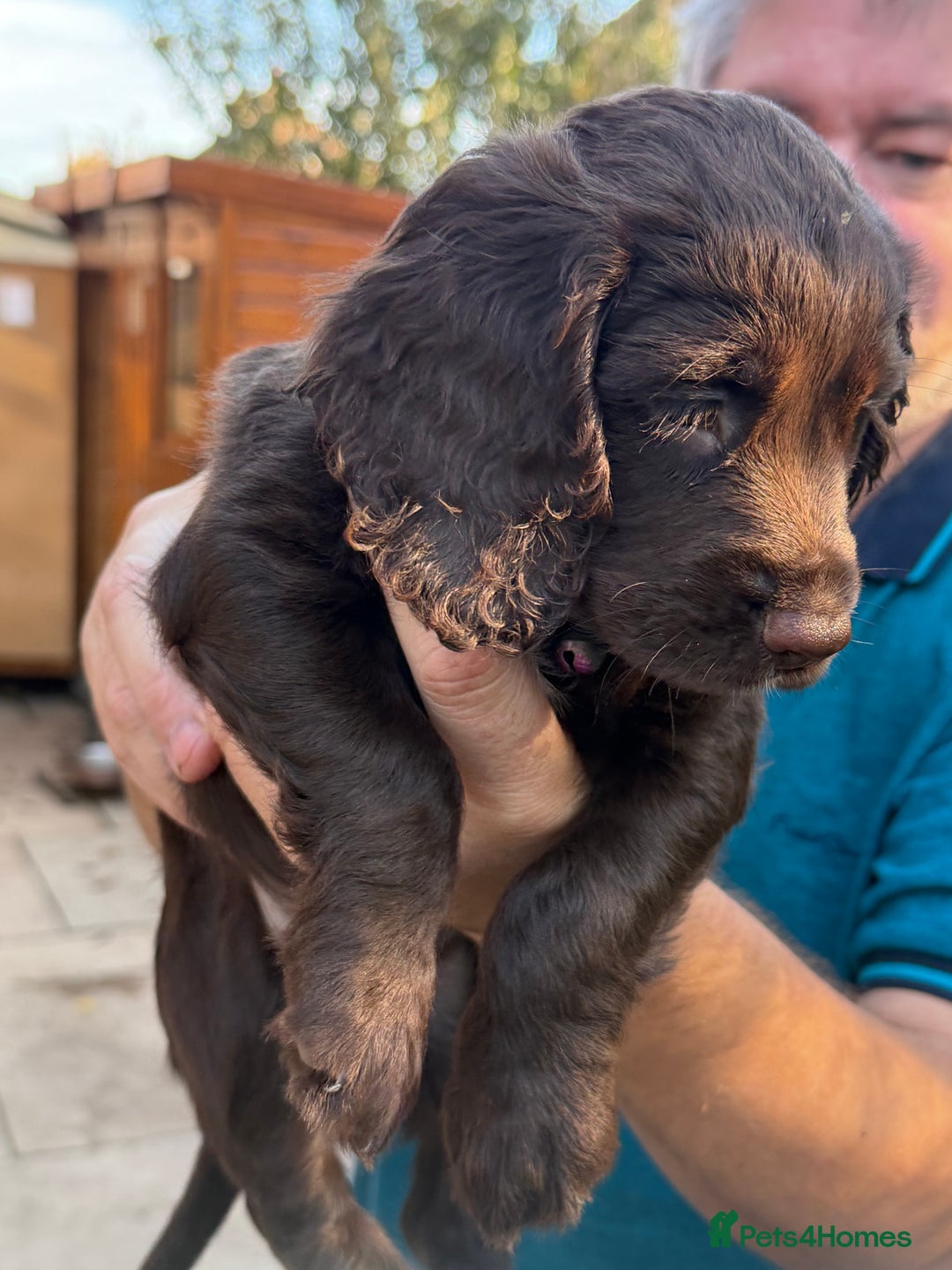 Mixed Breed dogs for sale: Brittany x working cocker spaniel  - Advert 3