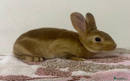 Rex rabbits for sale: Stunning mini Rex babies - Image 5