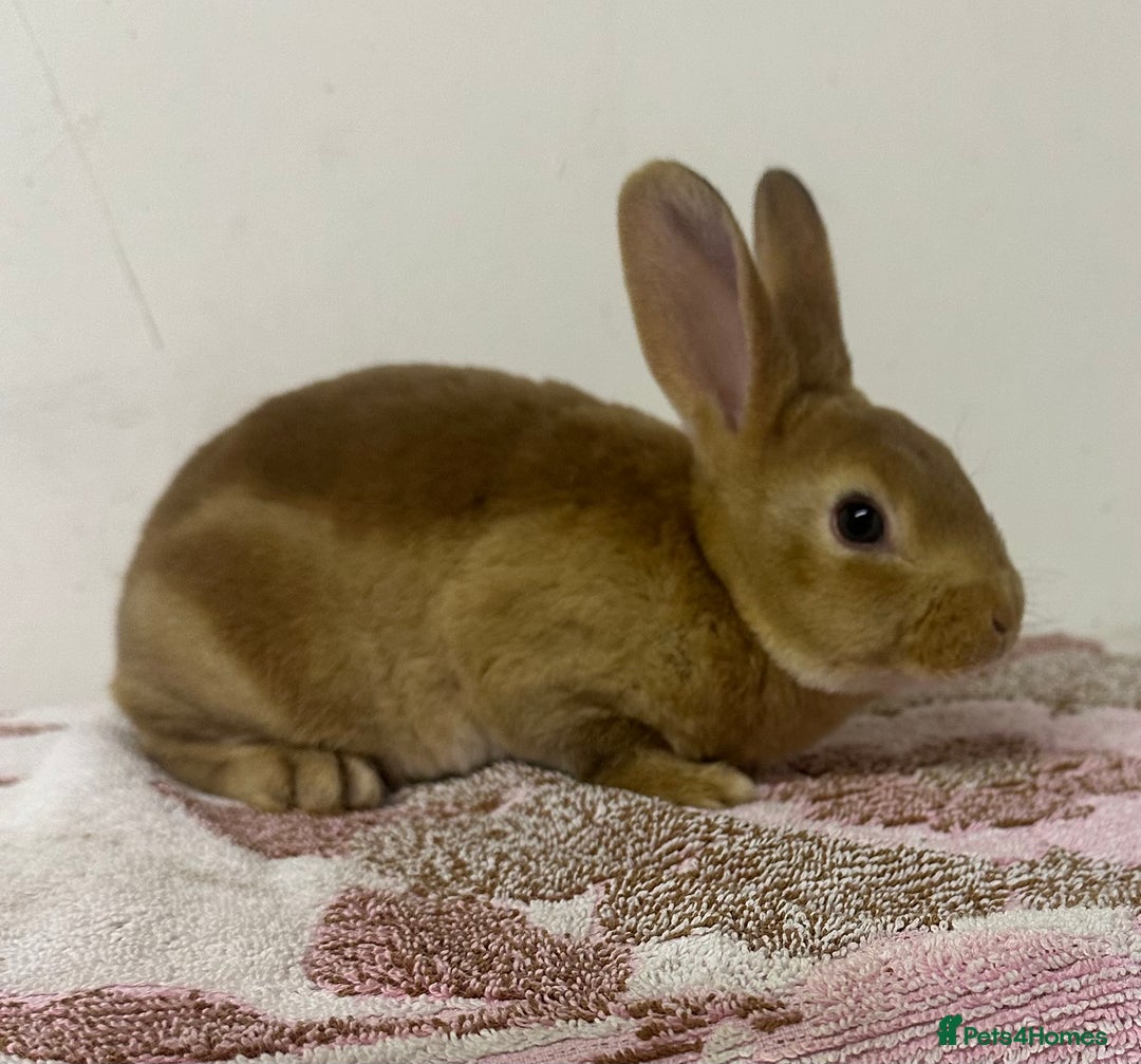 Rex rabbits for sale: Stunning mini Rex babies - Image 5