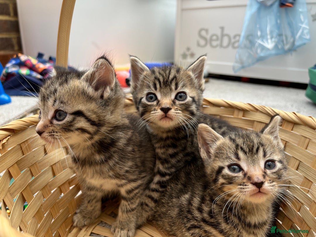British Shorthair cats for sale: Tabby Male Kittens - Image 1