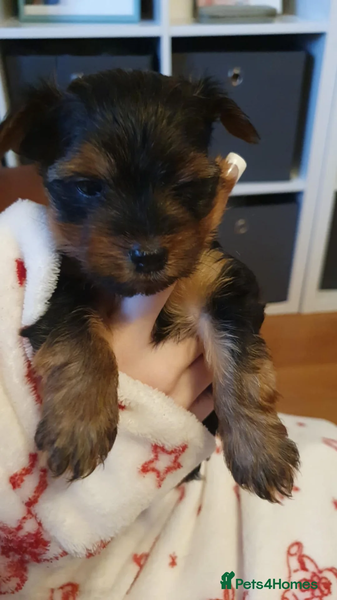 Yorkshire Terrier dogs for sale: Yorkshire terrier puppies  - Advert 5