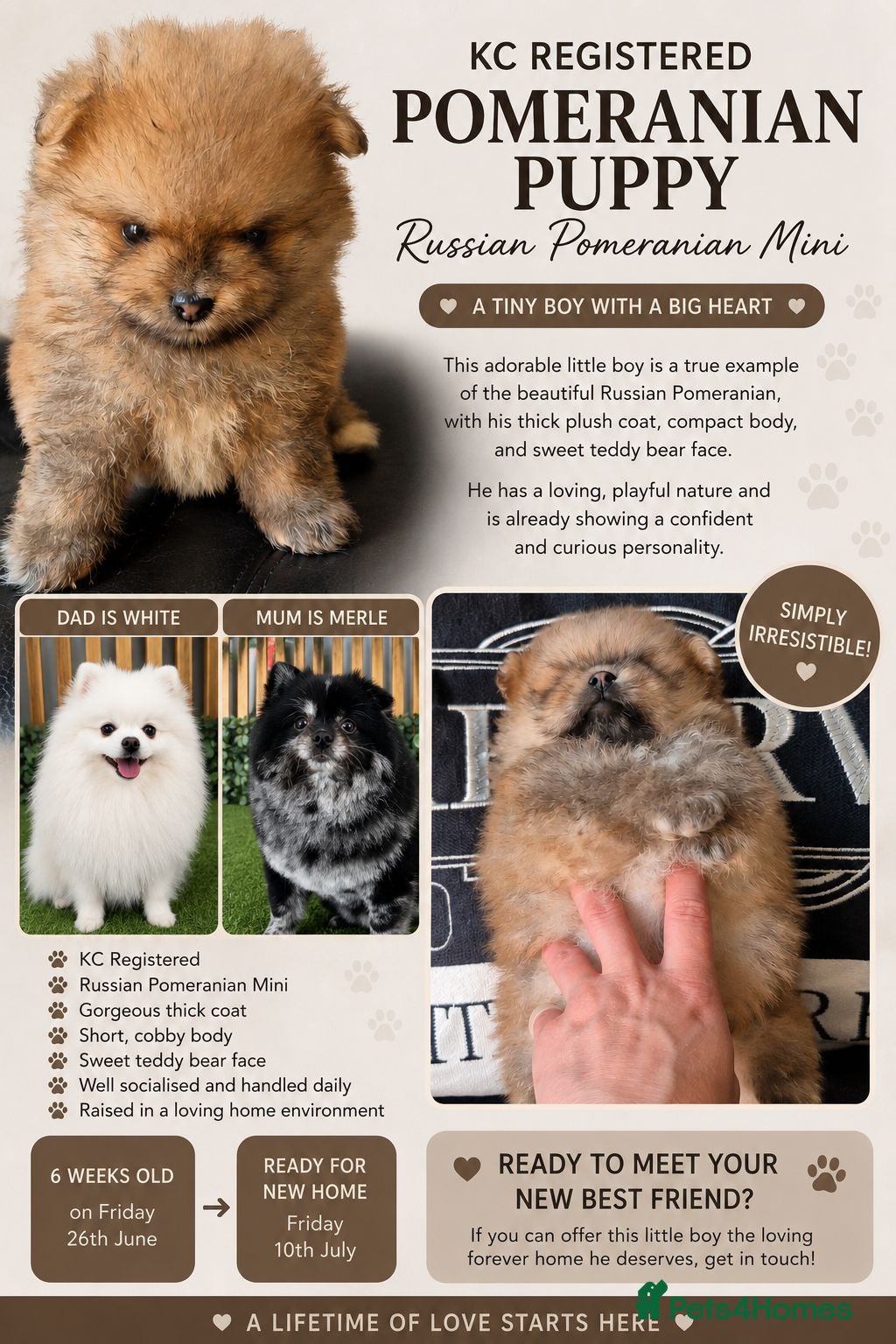 Pomeranian dogs Vito Pomleone  - Advert 1