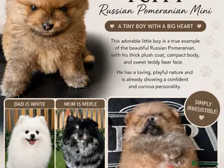 Pomeranian dogs Vito Pomleone - Advert 1