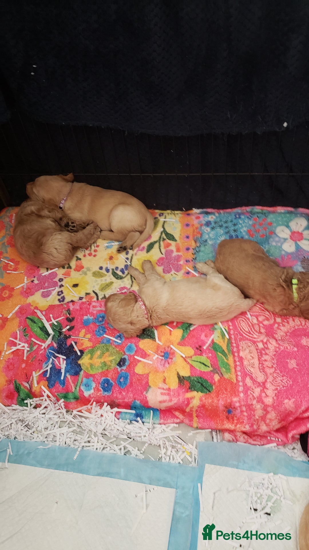 Labradoodle dogs for sale: Labradoodle puppies - Image 9