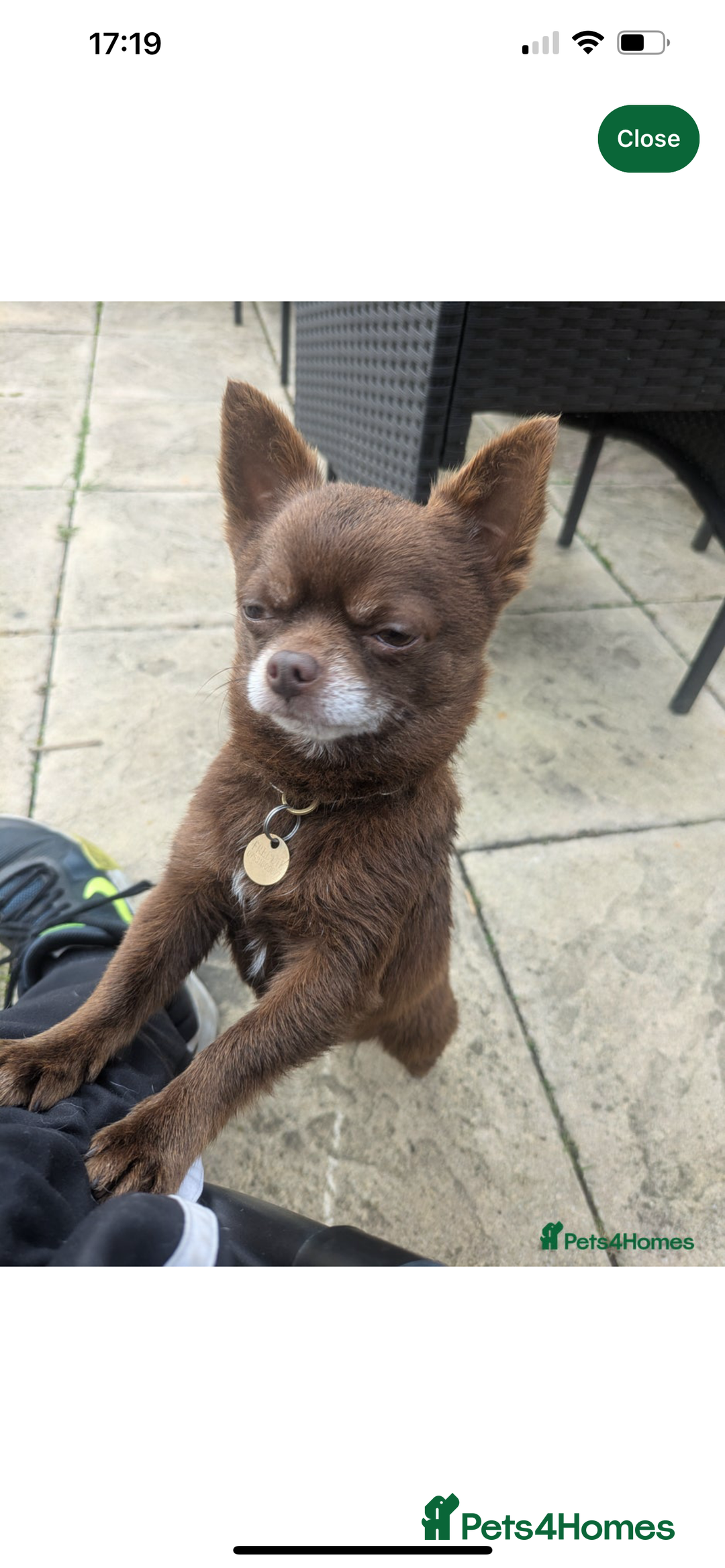 Chihuahua dogs for sale: KC Reg short-hair Chihuahua apple-headed puppies - Advert 14