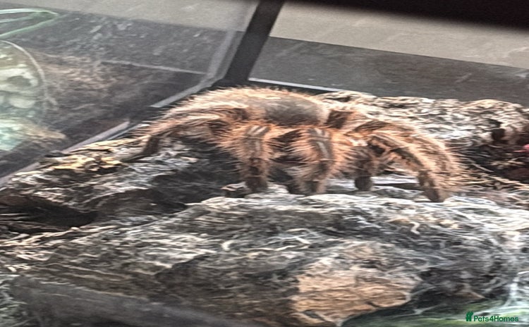 Tarantulas invertebrates - Advert 2