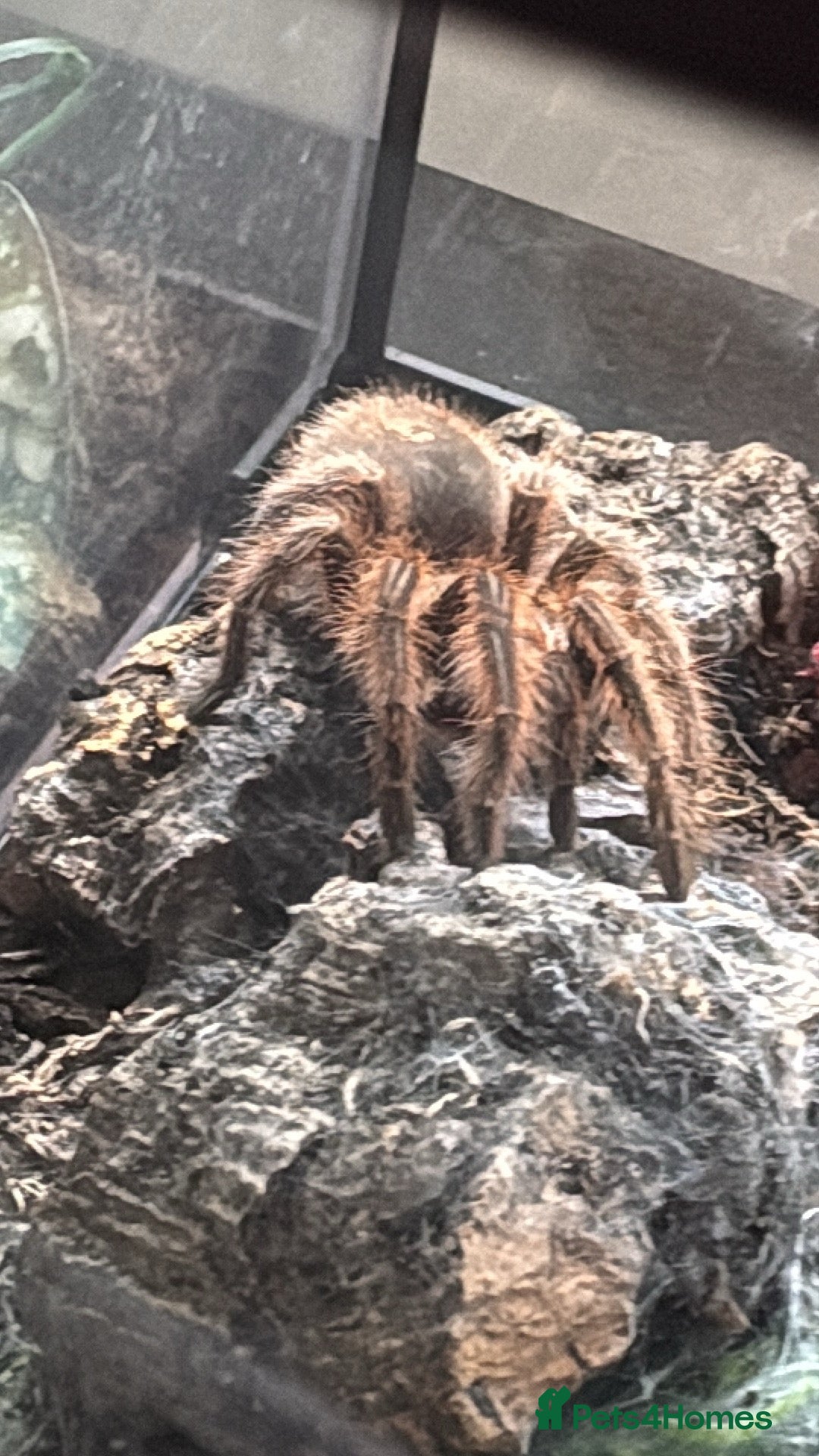 Tarantulas invertebrates for sale: Female Chile Rose 🌹  - Image 1