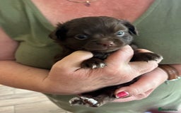 Chihuahua dogs for sale: Rare chocolate chihuahua puppies - Image 17