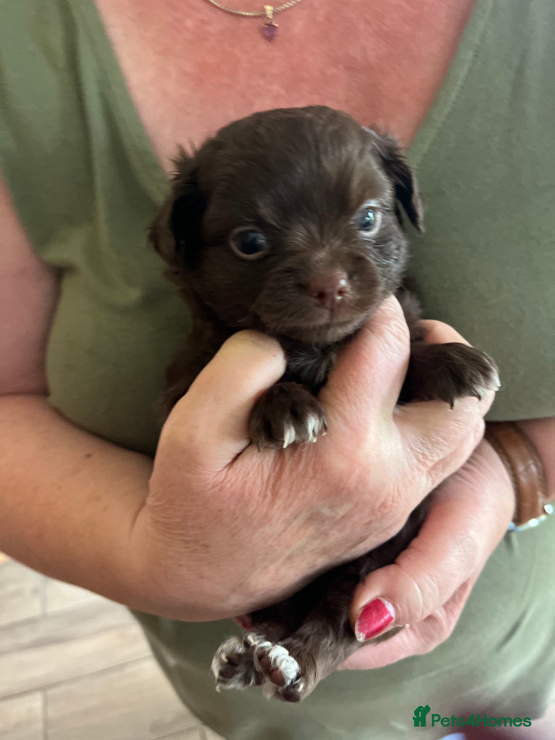 Chihuahua dogs for sale: Rare chocolate chihuahua puppies - Image 17