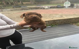 Patterdale Terrier dogs for sale: Patterdale fell terriers  - Image 1