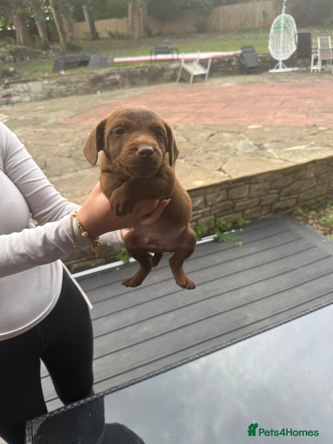 Patterdale Terrier dogs for sale: Patterdale fell terriers  - Image 1