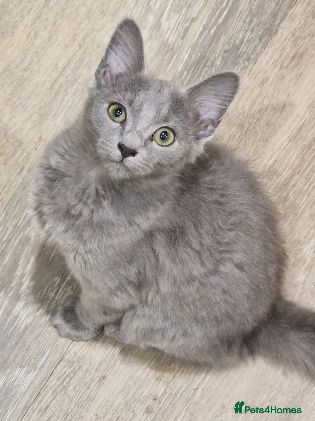 Russian Blue cats for sale: TICA Pedigree rare breed Nebelung  - Advert 4