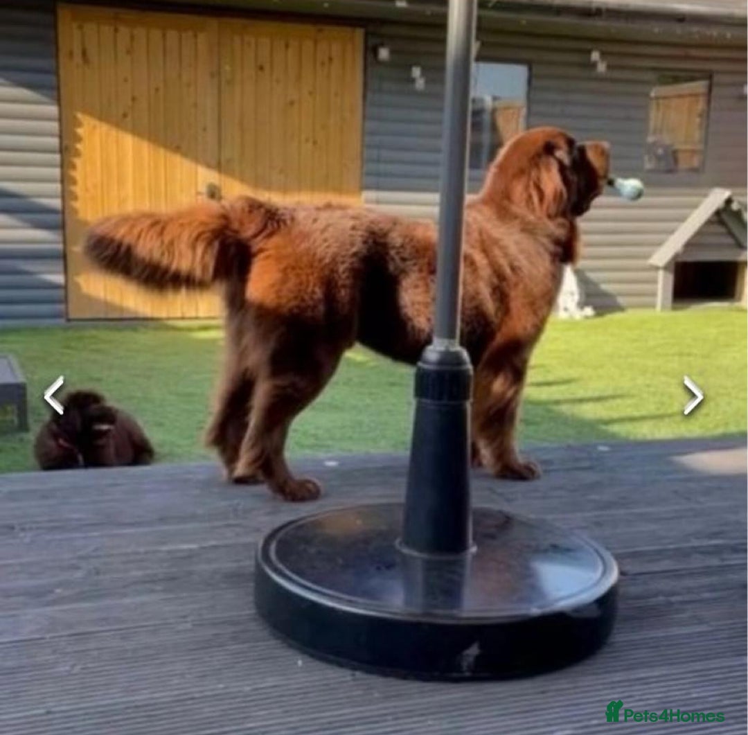 Newfoundland dogs for stud: KC REGISTERED NEWFOUNDLAND STUD HEALTH TESTED  in Basildon - Advert 2