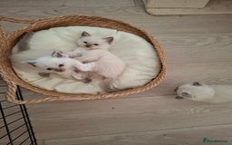 Ragdoll cats for sale: Stunning Ragdoll kittens  - Image 39