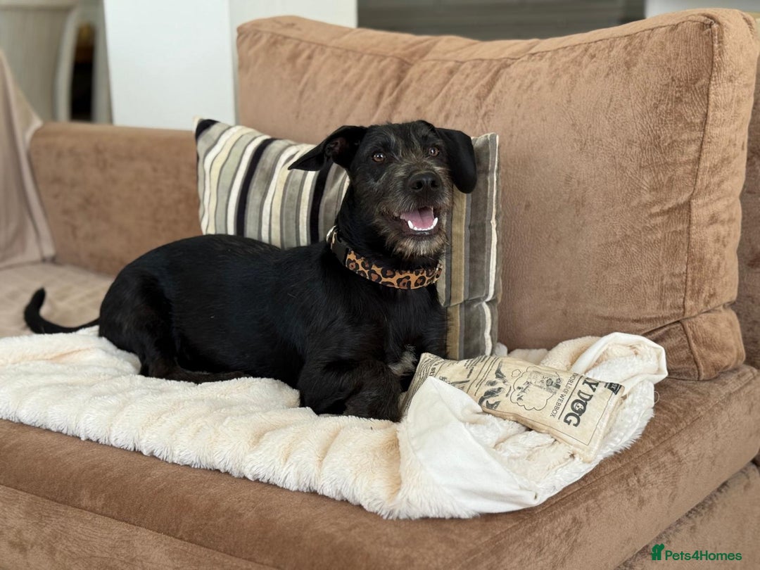 Mixed Breed dogs for adoption: Funny Little Fritz - Image 7