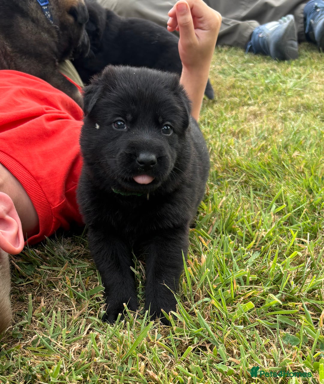German Shepherd dogs for sale: Vonlisand M-litter - Image 4