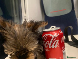 Yorkshire Terrier dogs - Advert 14