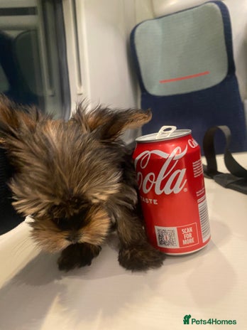 Yorkshire Terrier dogs - Advert 14